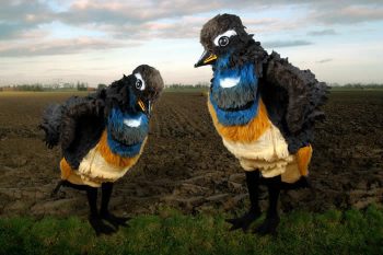 Blauwborstje