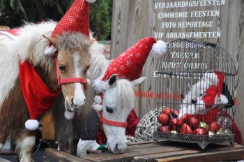 Christmas Pony World