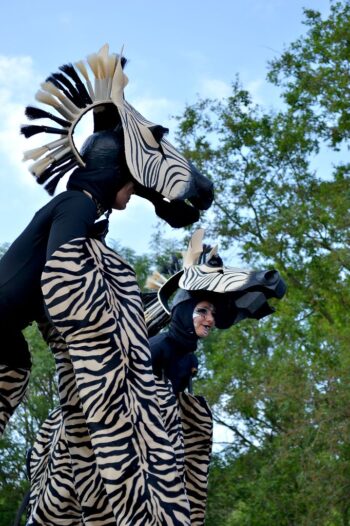 Zebra